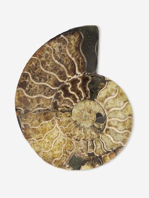 Аммонит Cleoniceras sp., полированный срез 12,5х9,5х1,5 см
