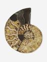 Аммонит Cleoniceras sp., полированный срез 10х8х1,2 см, 26206, фото 1