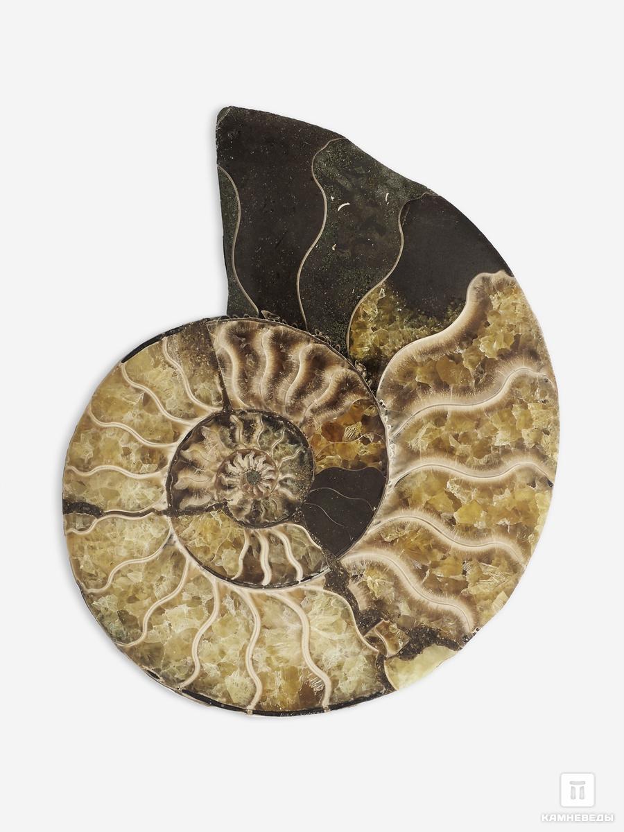 Аммонит Cleoniceras sp., полированный срез 10х8х1,2 см, 26206, фото 2