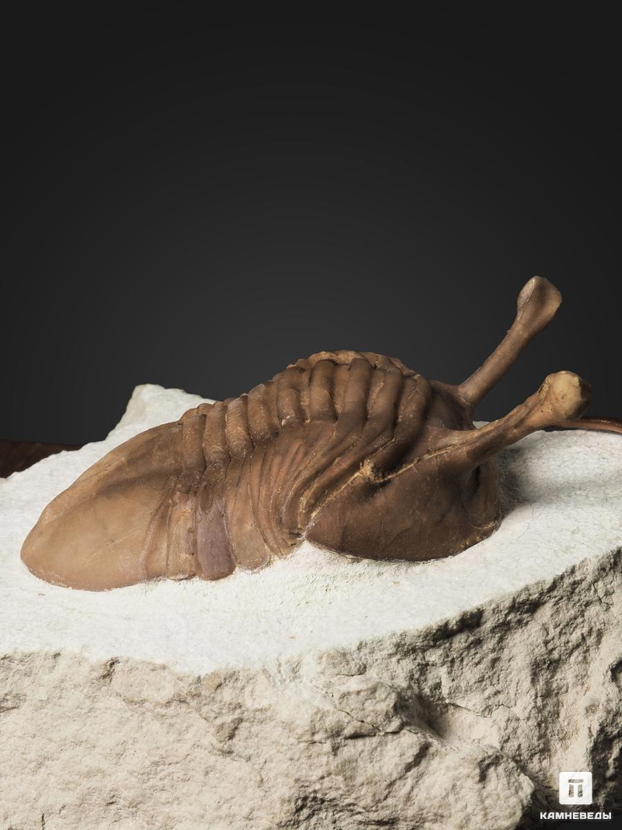 Трилобит Asaphus kowalewskii на породе, 10,3х9х5 см трилобит paraceraurus exsul