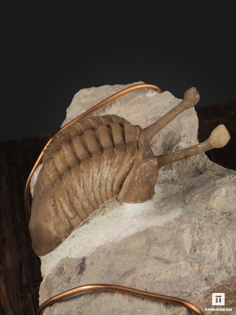 Трилобит Asaphus kowalewskii на породе, 11,5х6,5х5 см трилобит paraceraurus exsul