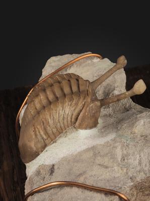 Трилобит Asaphus kowalewskii на породе, 11,5х6,5х5 см