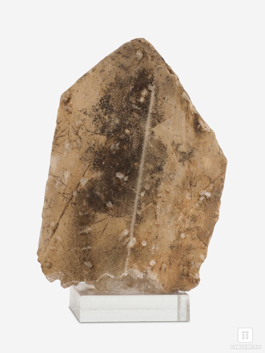Данбурит, кристалл на подставке 5,5-7 см, 25687, фото 3