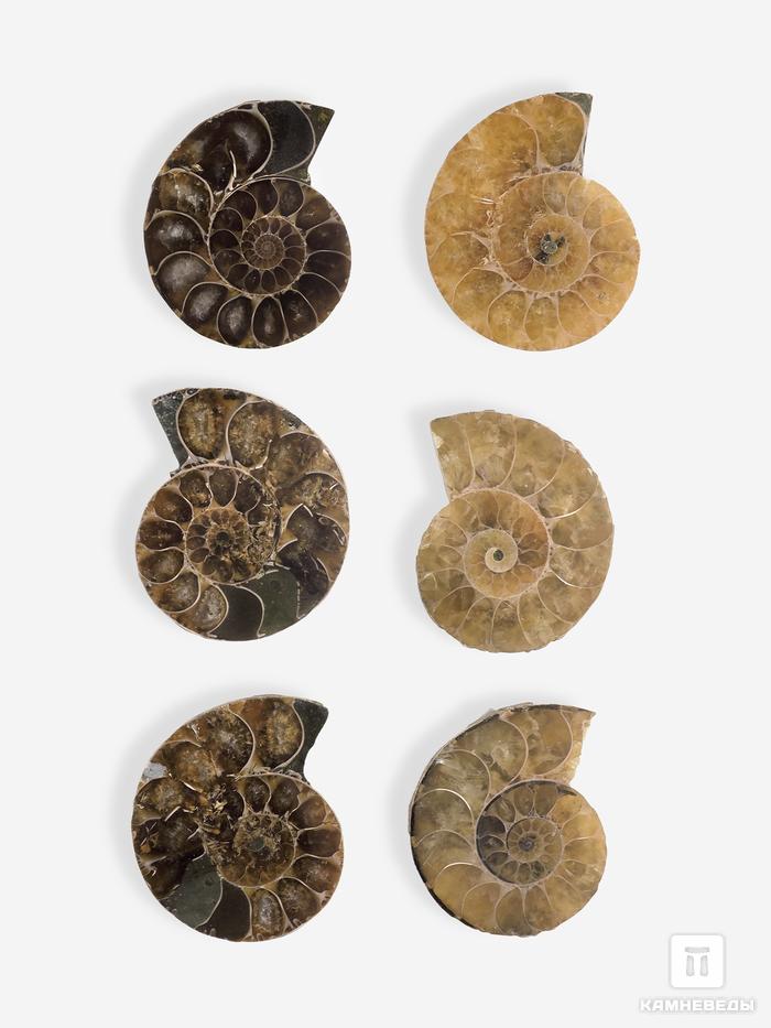 Аммонит Cleoniceras sp., полированный срез 2-3 см, 26453, фото 1