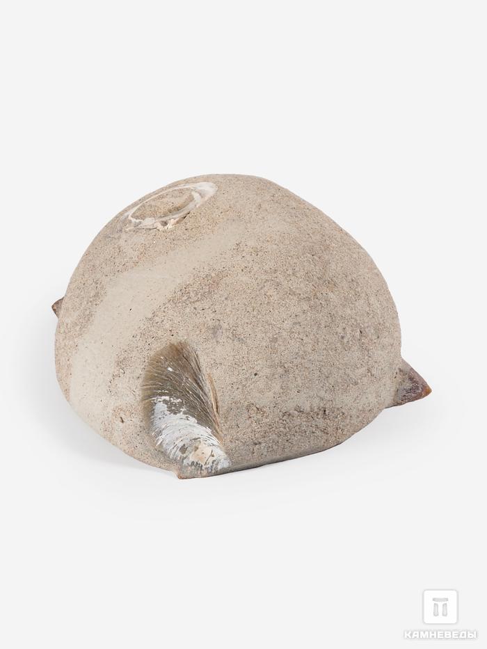 Глендонит в песчанике, полированный срез 5х5х2,2 см, 26538, фото 2