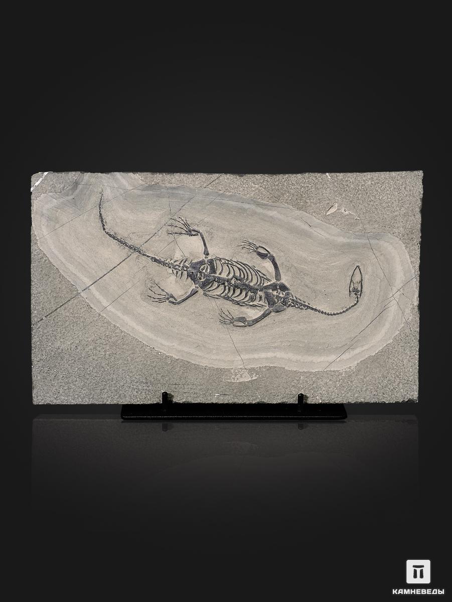 Скелет кейхозавра (Keichousaur hui) на подставке, 25,5х15х1,7 см скелет в рас е лет