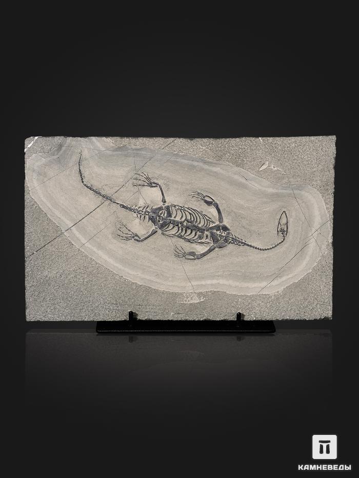Скелет кейхозавра (Keichousaur hui) на подставке, 25,5х15х1,7 см, 26929, фото 1