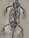 Скелет кейхозавра (Keichousaur hui) на подставке, 25,5х15х1,7 см, 26929, фото 2