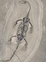 Скелет кейхозавра (Keichousaur hui) на подставке, 25,5х15х1,7 см, 26929, фото 5
