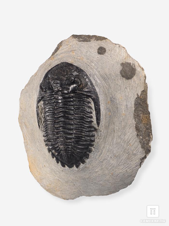 Трилобит Hollardops mesocristata на породе, 9,2х7,3х3,4 см, 27028, фото 3