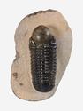 Трилобит Reedops cephalotes hamlagdadianus на породе, 11,3х7,2х3,4 см, 27034, фото 3