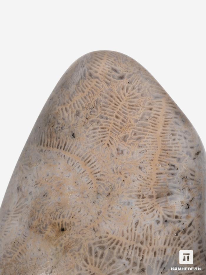 Коралл окаменелый, крупная галтовка 2,5-4,5 см (15-20 г), 23143, фото 4