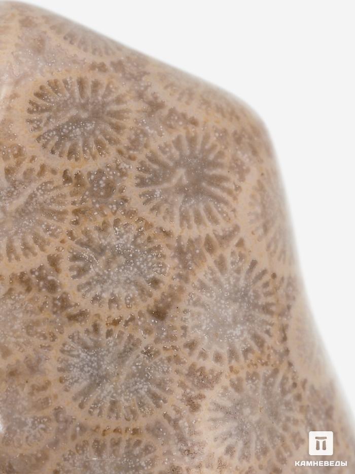Коралл окаменелый, крупная галтовка 2,5-4,5 см (15-20 г), 23143, фото 3