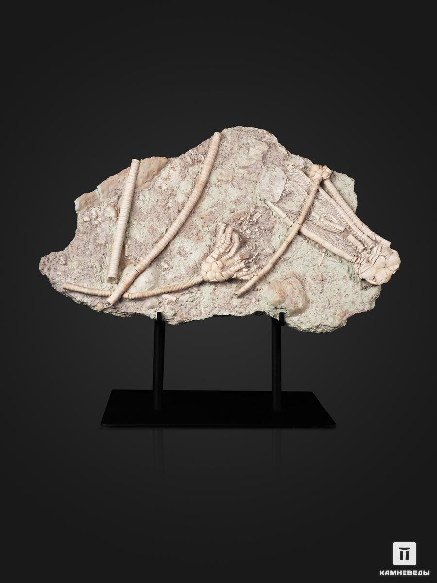 Ископаемые морские лилии Moscovicrinus sp. и Cromyocrinus sp. на подставке, 31х19,5х4,5 см