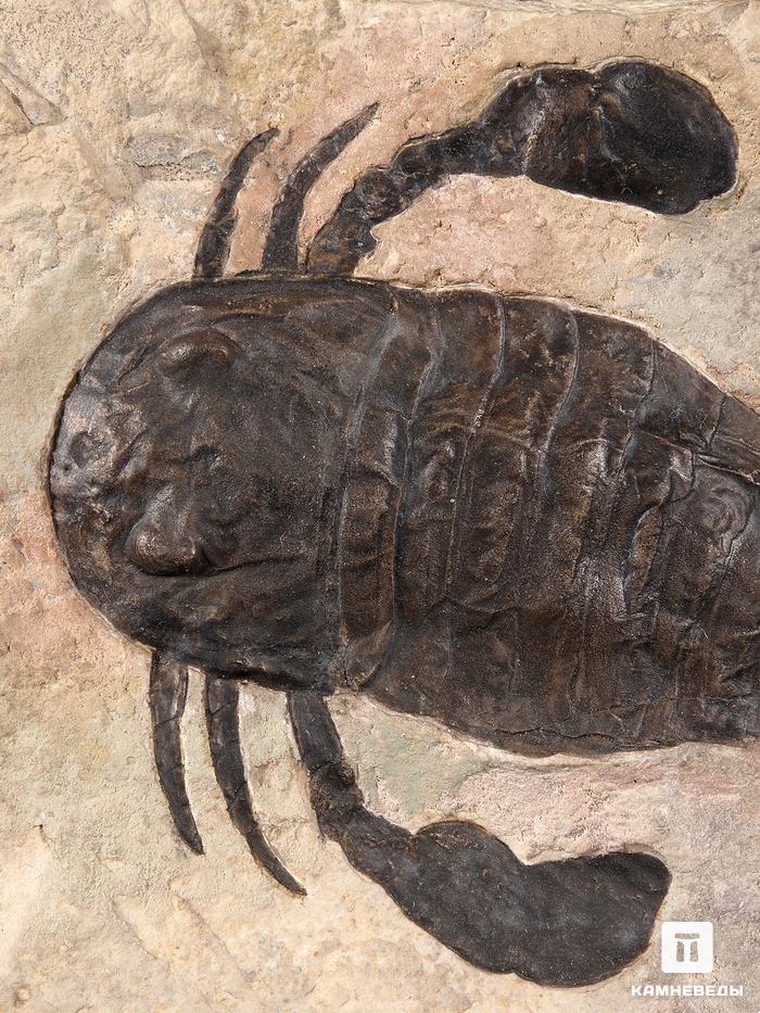 Ракоскорпион Balteurypterus tetragonophtalmus, 31х20х4,5 см, 21435, фото 3