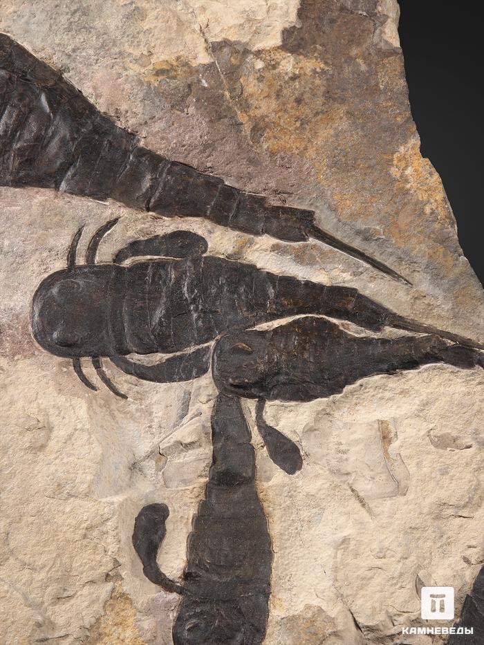 Ракоскорпион Balteurypterus tetragonophtalmus, 31х20х4,5 см, 21435, фото 4