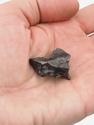 Метеорит «Сихотэ-Алинь», индивидуал 2-3 см (13-14 г), 26979, фото 4