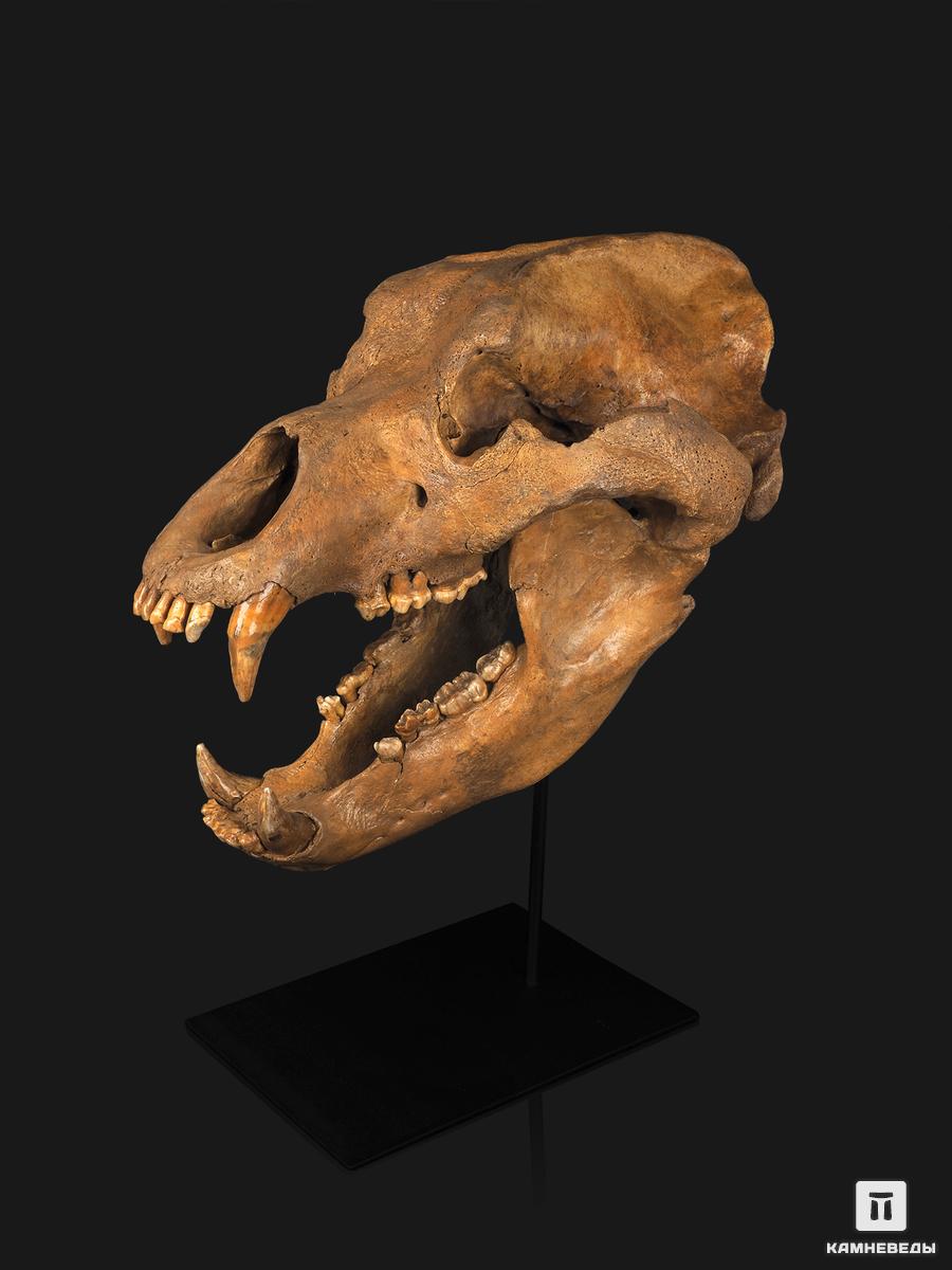 Череп медведя Ursus spelaeus на подставке, 50х37х24 см шепчущий череп