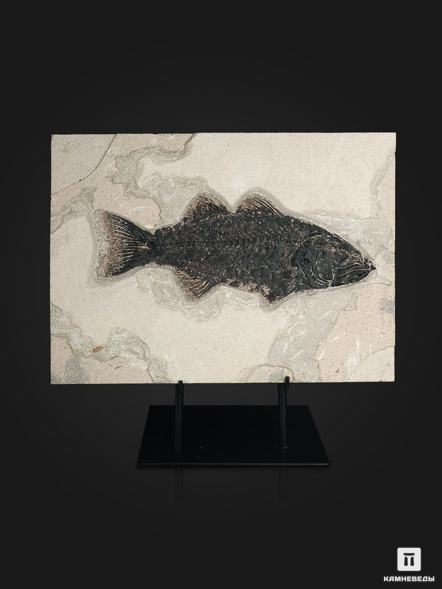 Рыба Mioplosus labracoides, 35,5х26х1,8 см шахматный листок 1876 1877 чигорин м
