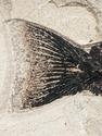 Рыба Mioplosus labracoides, 35,5х26х1,8 см, 21013, фото 3