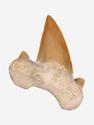 Зуб акулы Otodus obliquus, 4,2х3х1 см, 27304, фото 1