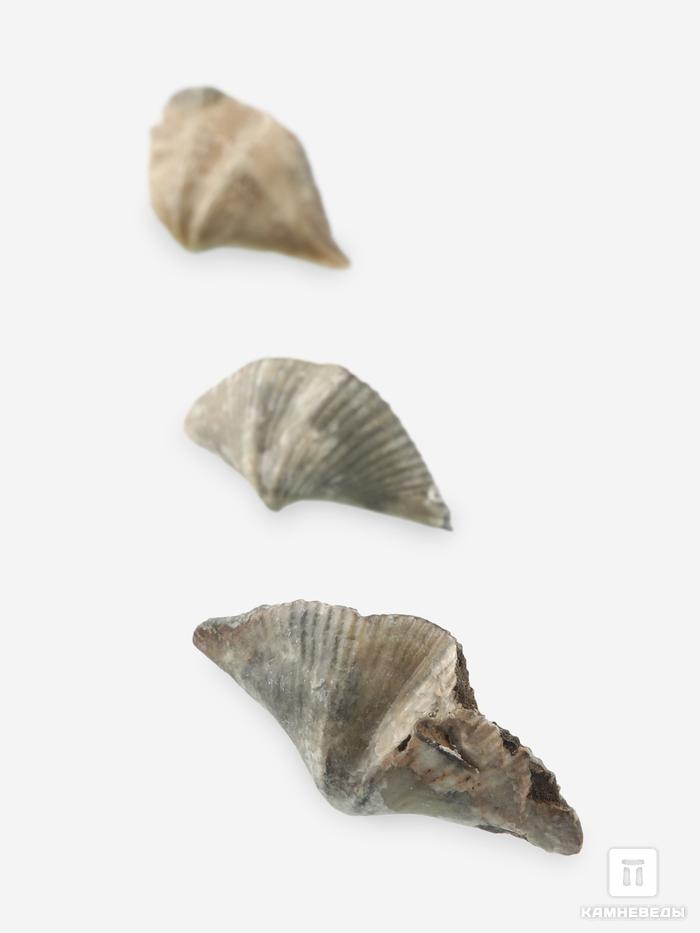 Брахиопода Cyrtospirifer rudkinensis, 2-4 см, 14689, фото 1