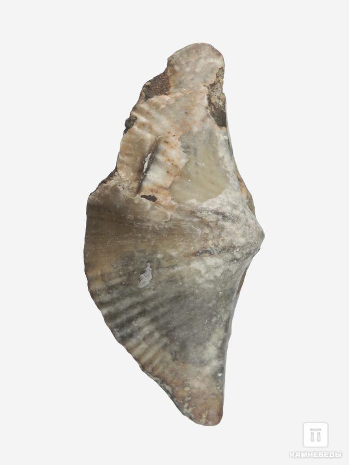 Брахиопода Cyrtospirifer rudkinensis, 2-4 см, 14689, фото 2