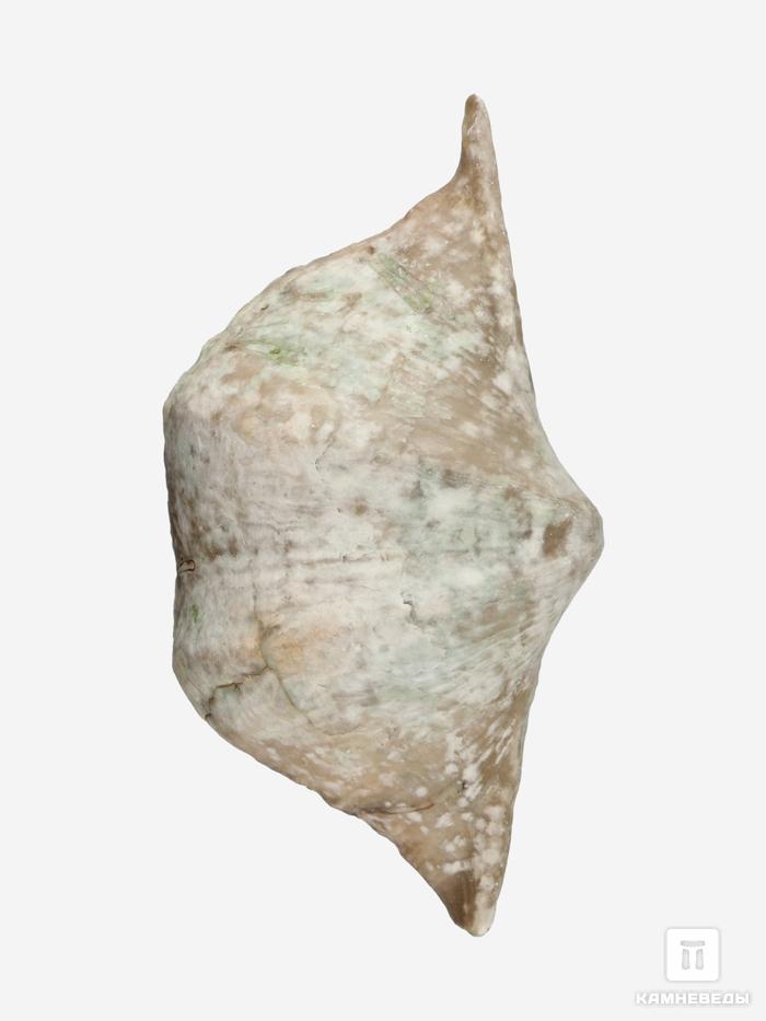 Брахиопода Cyrtospirifer rudkinensis, 4,5-7 см, 28438, фото 1