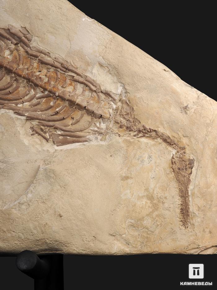 Скелет мезозавра (Mesosaurus brasiliensis), размер 60х29х4 см, 5599, фото 1