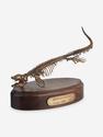 Модель скелета мозазавра MOSASAURUS, 5230, фото 3