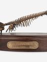 Модель скелета мозазавра MOSASAURUS, 5230, фото 7