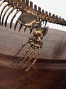 Модель скелета мозазавра MOSASAURUS, 5230, фото 8