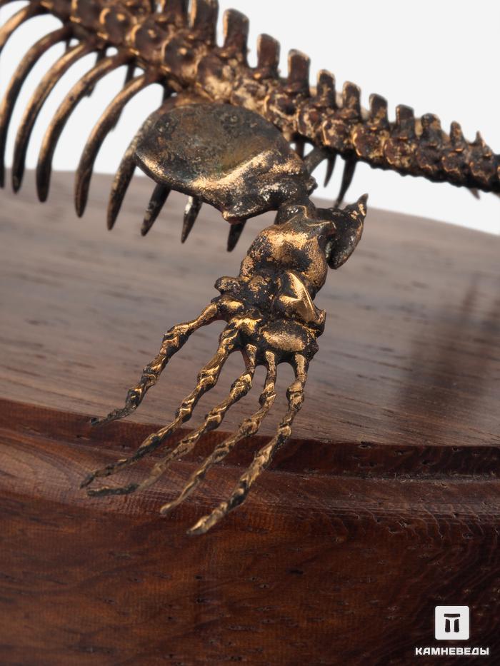 Модель скелета мозазавра MOSASAURUS, 5230, фото 8