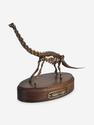 Модель скелета динозавра BRACHIOSAURUS, 4243, фото 8