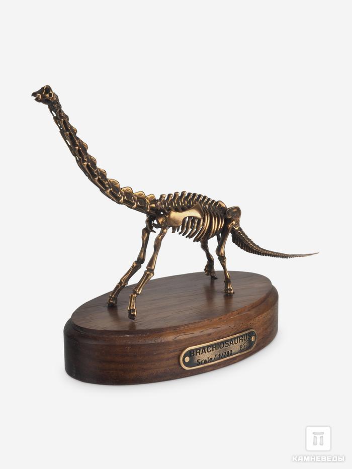Модель скелета динозавра BRACHIOSAURUS, 4243, фото 8