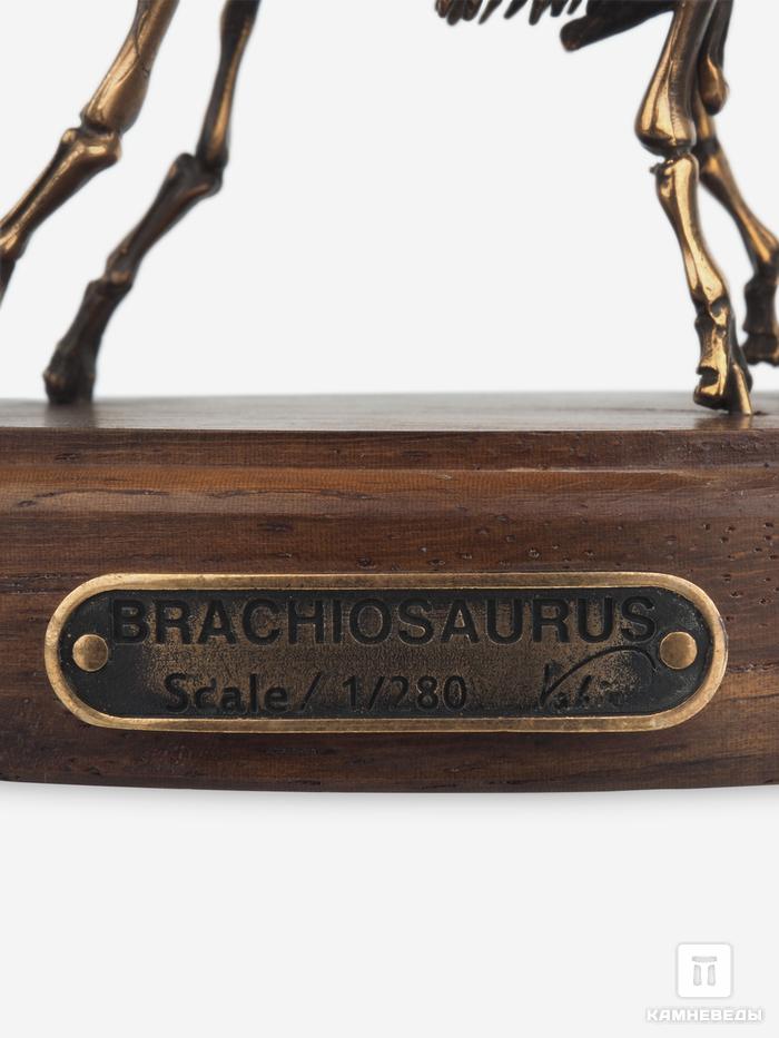 Модель скелета динозавра BRACHIOSAURUS, 4243, фото 4