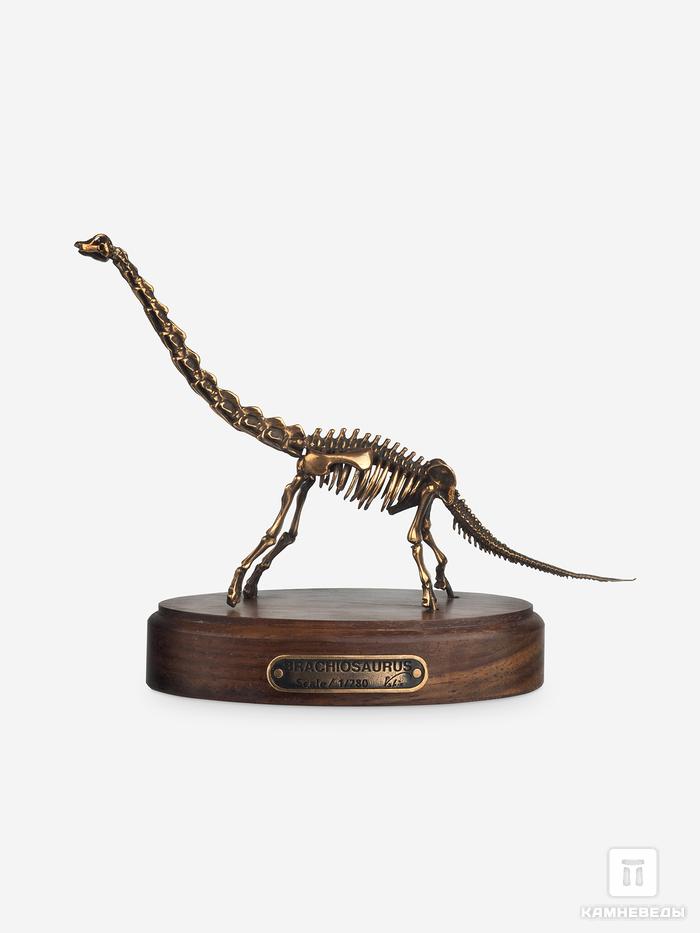 Модель скелета динозавра BRACHIOSAURUS, 4243, фото 6