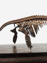 Модель скелета ихтиозавра ICHTHYOSAURUS, 4240, фото 5