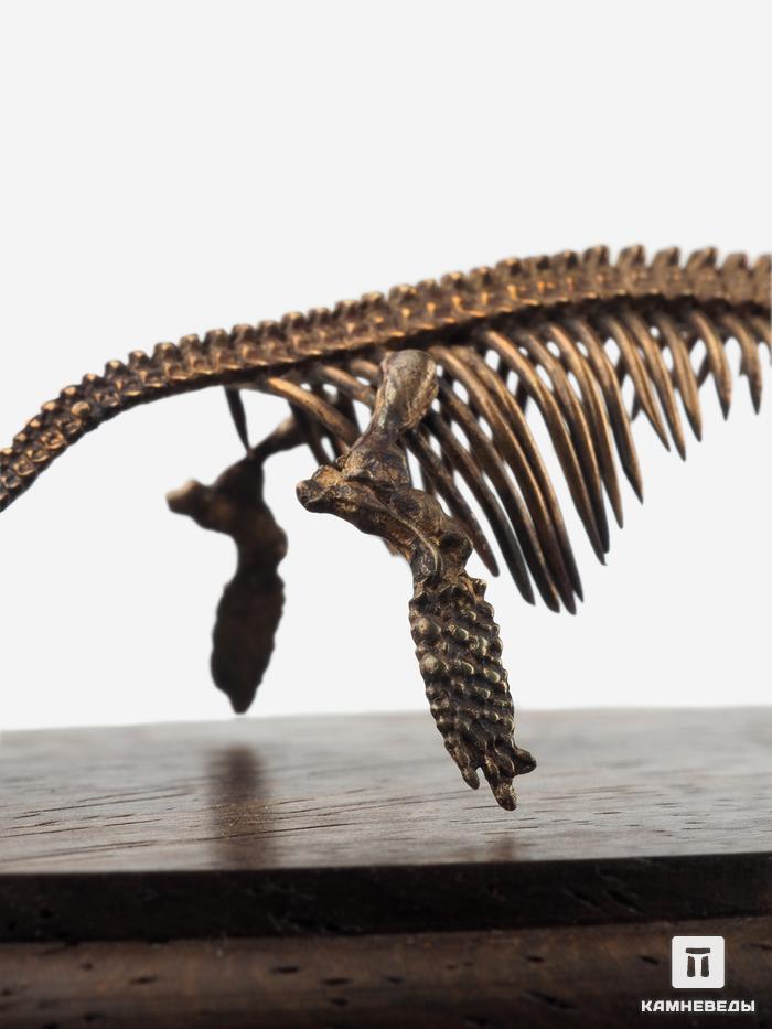 Модель скелета ихтиозавра ICHTHYOSAURUS, 4240, фото 5