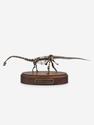Модель скелета динозавра DIPLODOCUS, 4242, фото 4