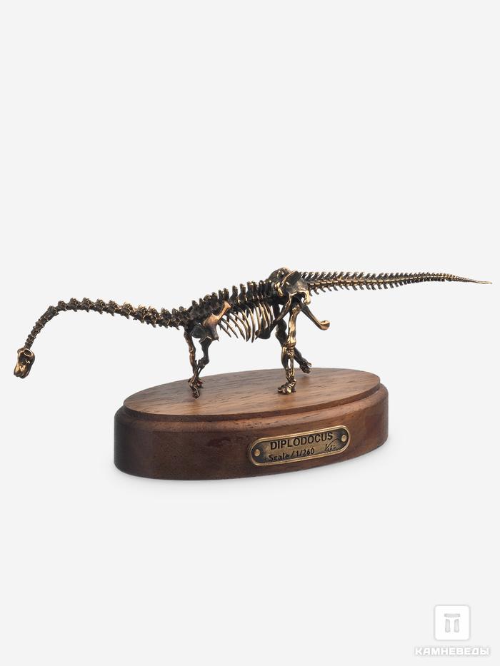 Модель скелета динозавра DIPLODOCUS, 4242, фото 5