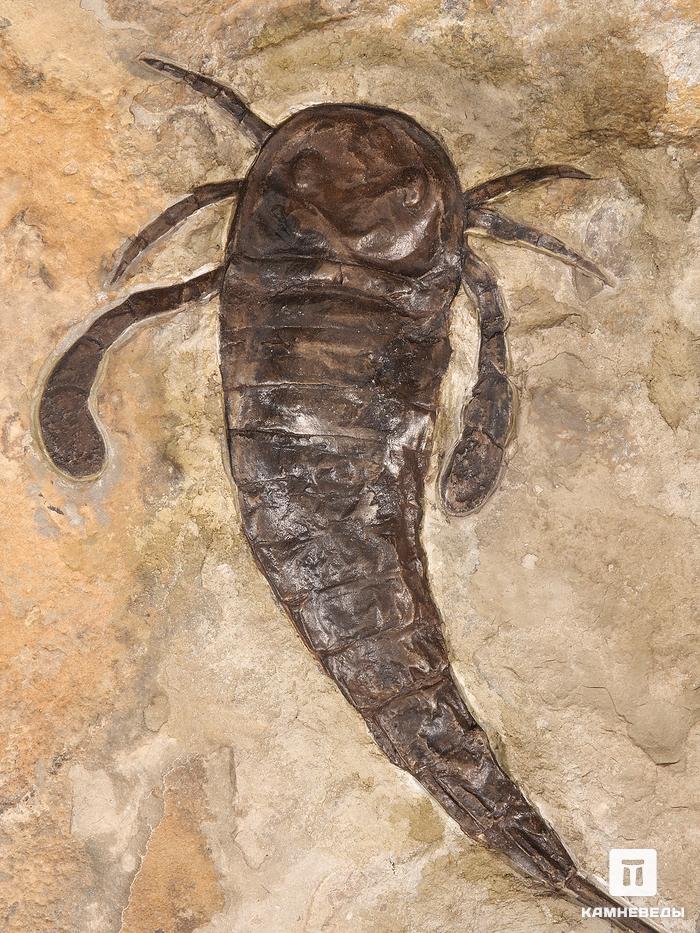 Ракоскорпион Balteurypterus tetragonophtalmus, 21х18х2,5 см, 29934, фото 5