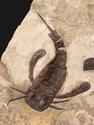 Ракоскорпион Balteurypterus tetragonophtalmus, 21х18х2,5 см, 29934, фото 6