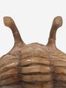 Трилобит Asaphus kowalewskii, 2,9х2,4х2 см, 27044, фото 3