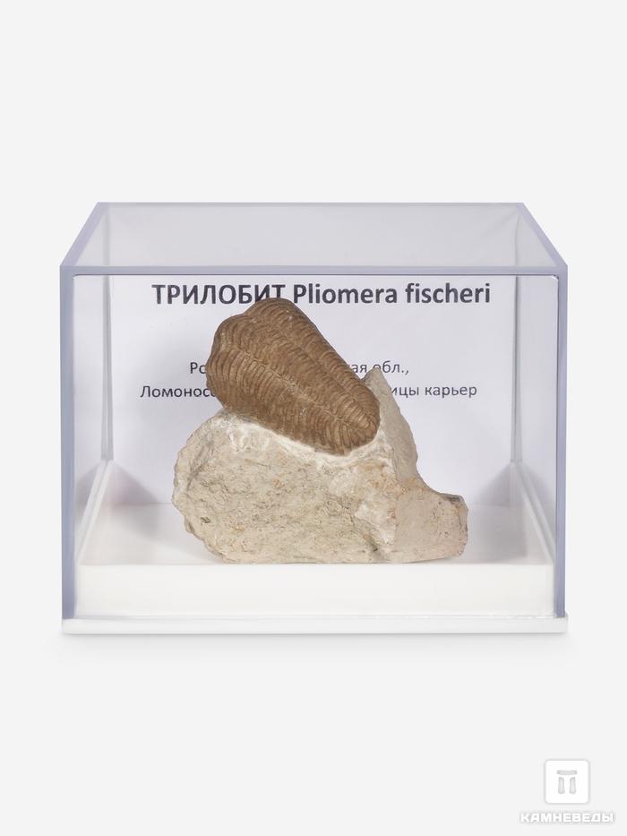 Трилобит Pliomera fischeri, 4,8х4,2х2,3 см, 30468, фото 1