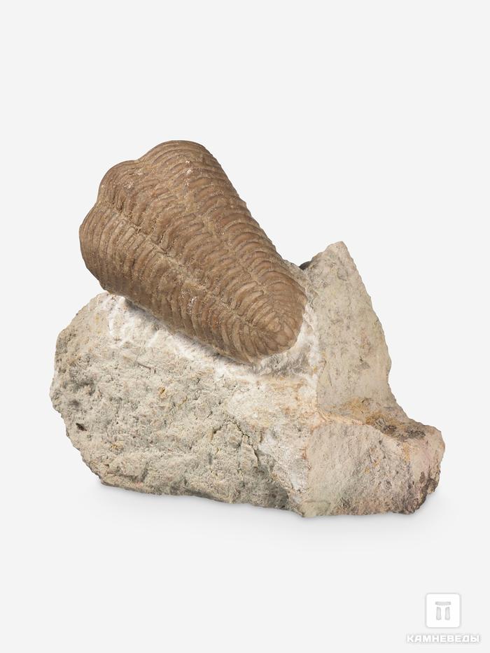 Трилобит Pliomera fischeri, 4,8х4,2х2,3 см, 30468, фото 2