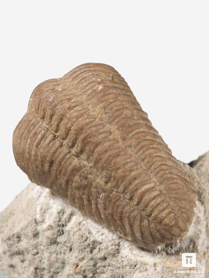 Трилобит Pliomera fischeri, 4,8х4,2х2,3 см, 30468, фото 4