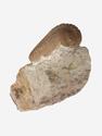 Трилобит Pliomera fischeri, 4,8х4,2х2,3 см, 30468, фото 5
