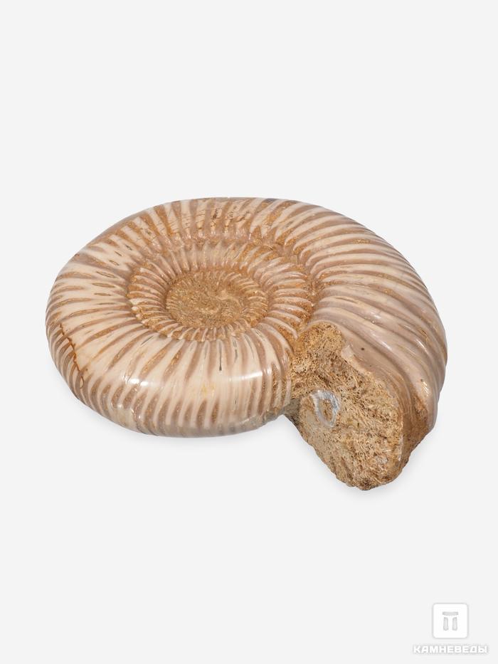 Аммонит Perisphinctes sp., 6,5-8 см, 30780, фото 2
