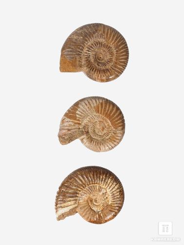 Аммонит. Аммонит Perisphinctes sp., 6,5-8 см